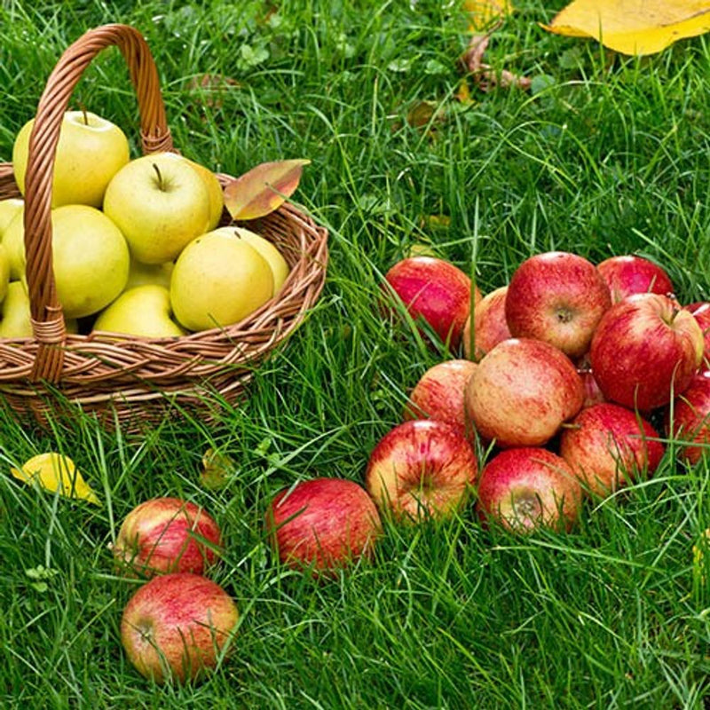 Duo Fruit Apple Tree - 2 Varieties On One Tree