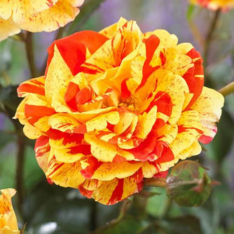 Rose &