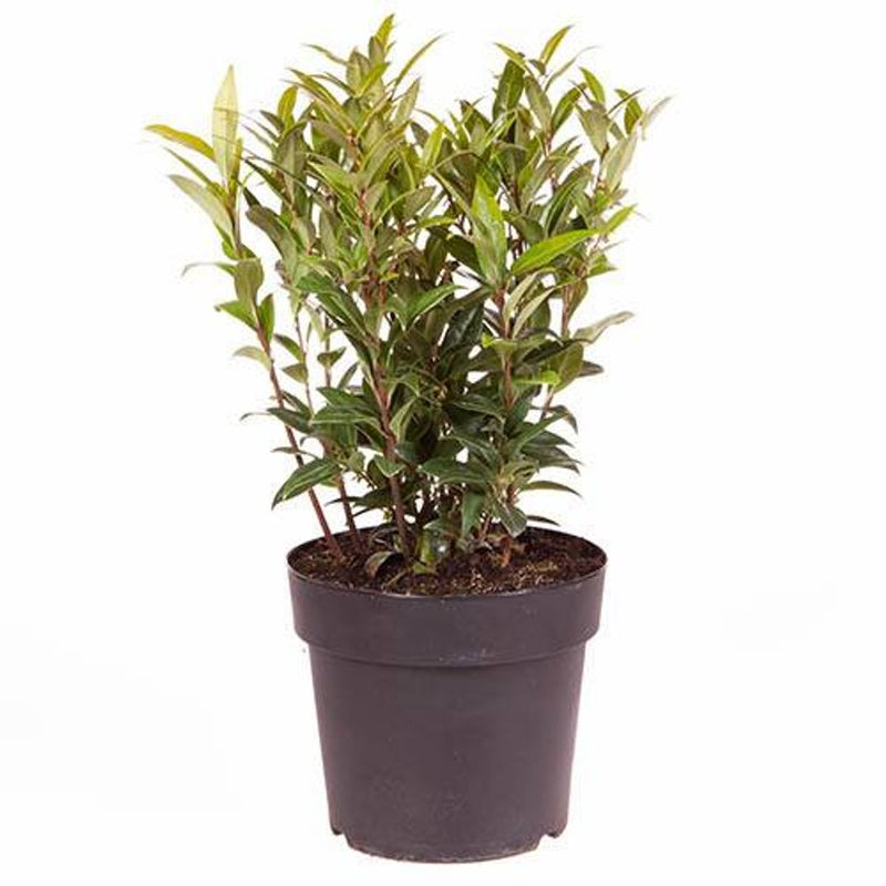 Sarcococca &