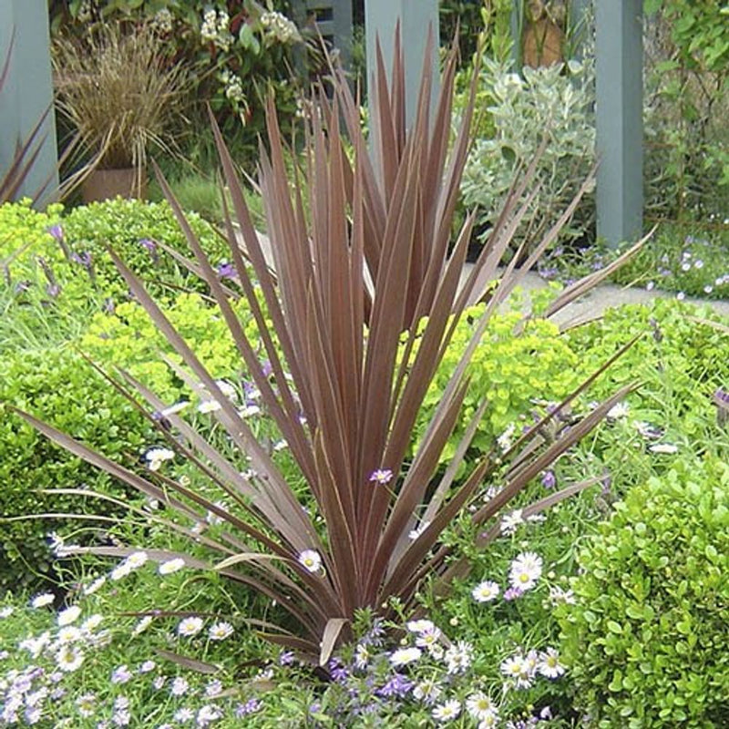 Cordyline australis Red Star