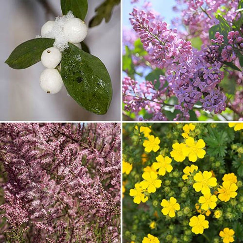 The Ultimate Winter Hardy Shrub Collection x 12 Plants