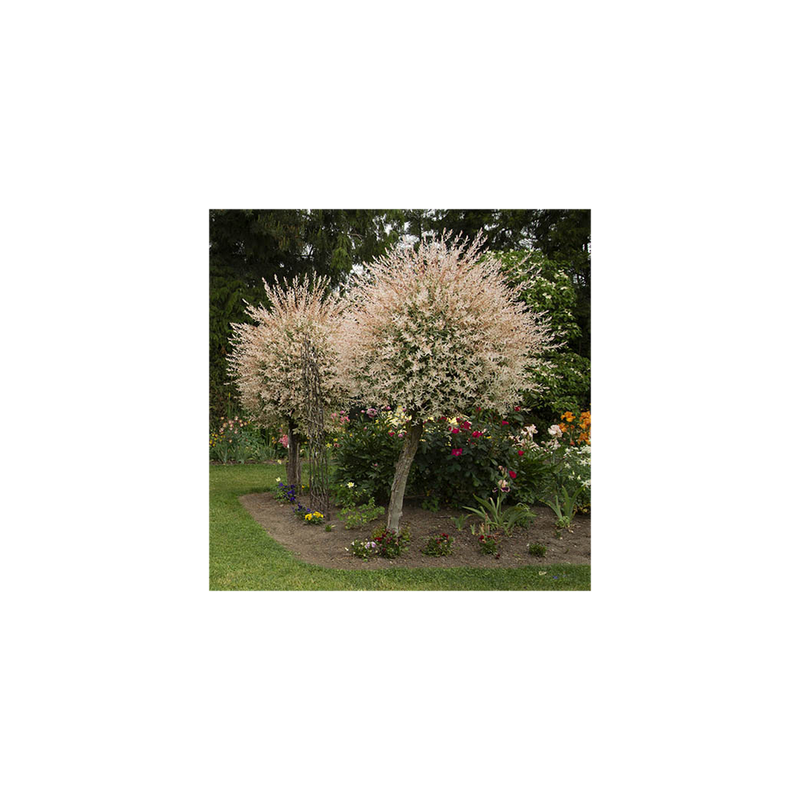 Salix int &