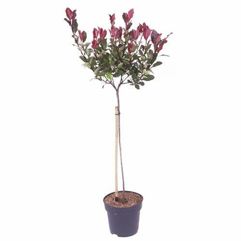 Photinia &
