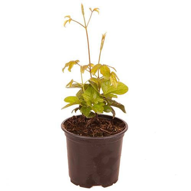 Clematis Patio Samaritan Jo Boulevard 10.5cm Pot