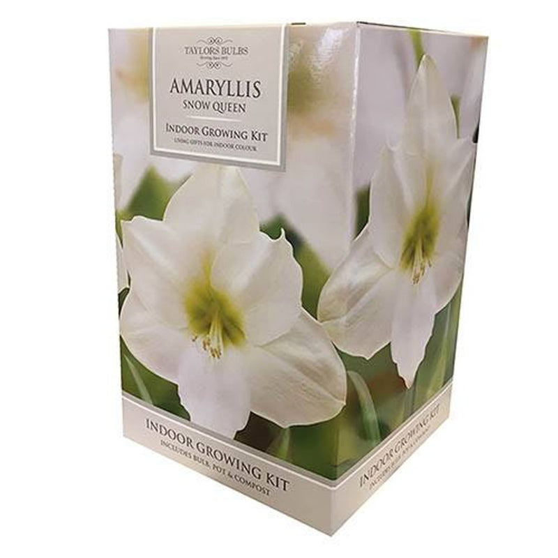 White Amaryllis Large Gift Pack - Snow Queen