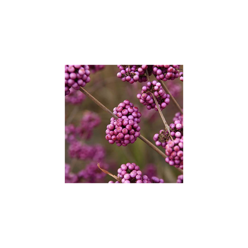 Callicarpa &