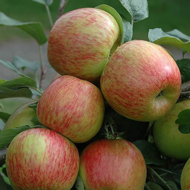 Duo Fruit Apple Tree - 2 Varieties On One Tree