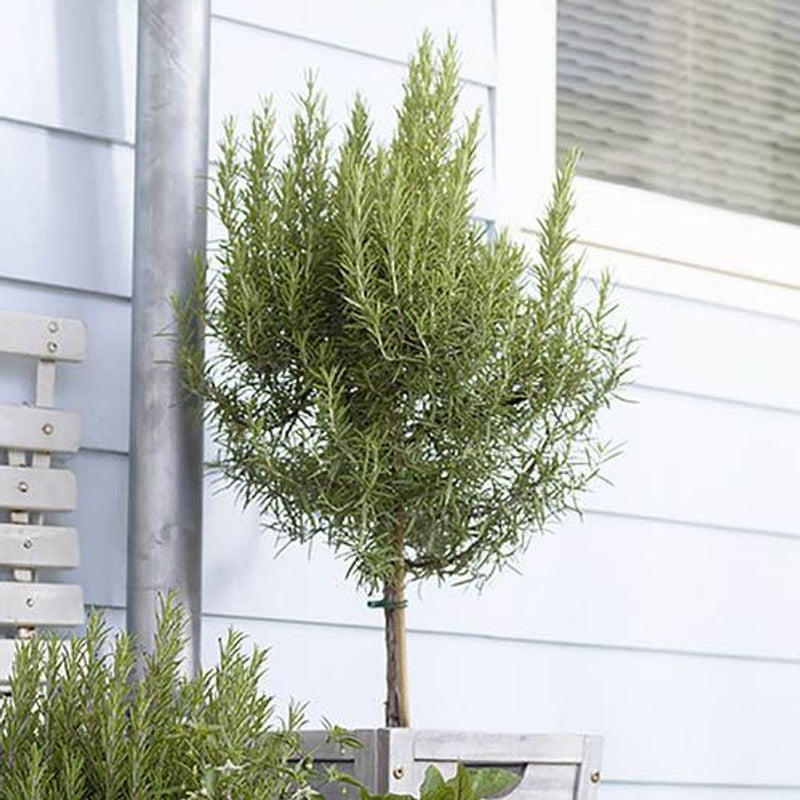 Standard Rosemary in 3L Pot
