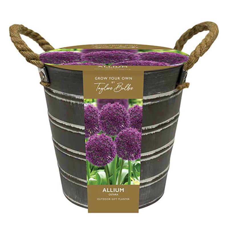 Outdoor Allium Planter Bucket