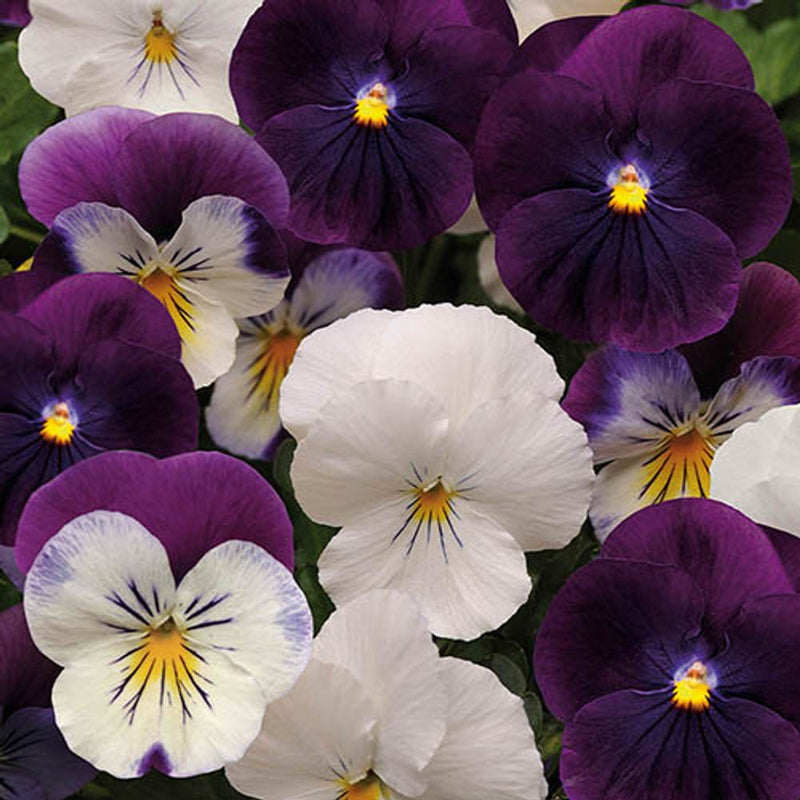 Pair of Pansy Cool Wave Berries & Cream Hanging Baskets
