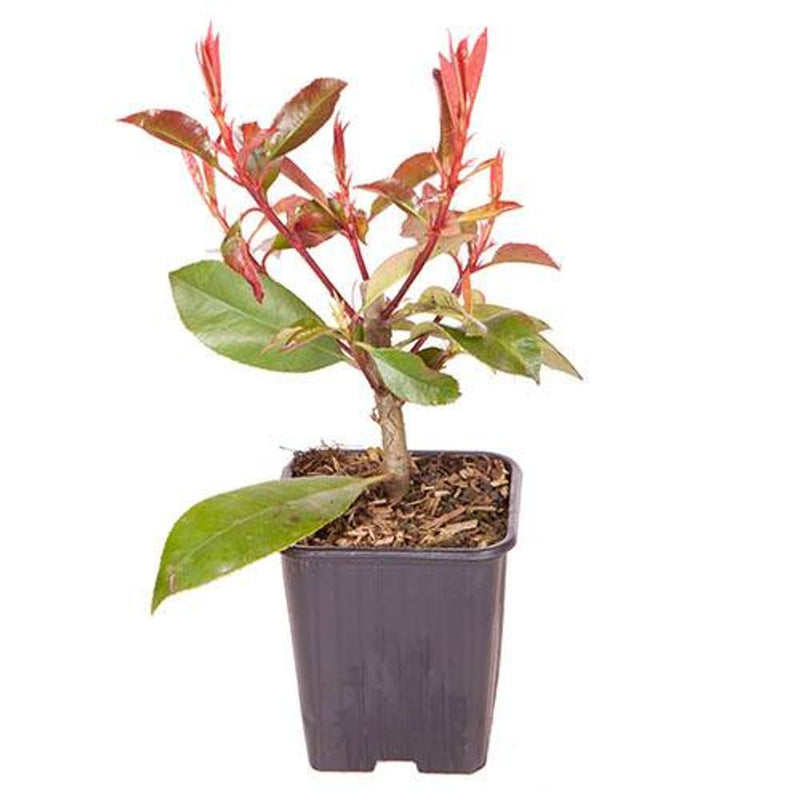 Photinia &