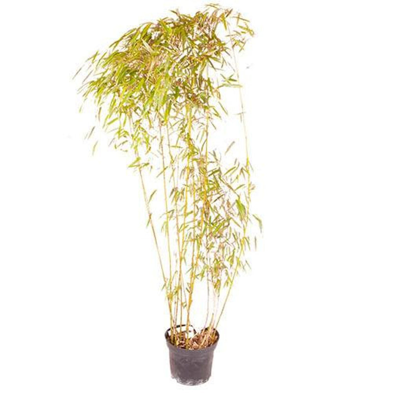 Yellow Bamboo - Phyllostachys Aureocaulis in 5L Pot