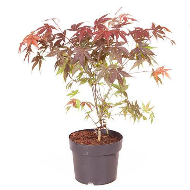 Acer palmatum Atropurpureum in 3L Pot
