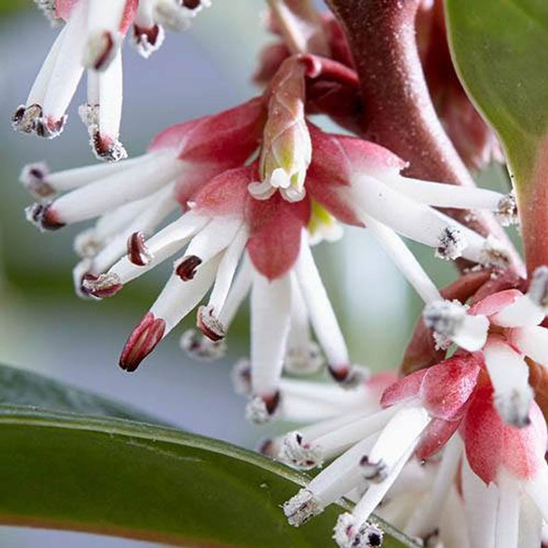 Sarcococca &