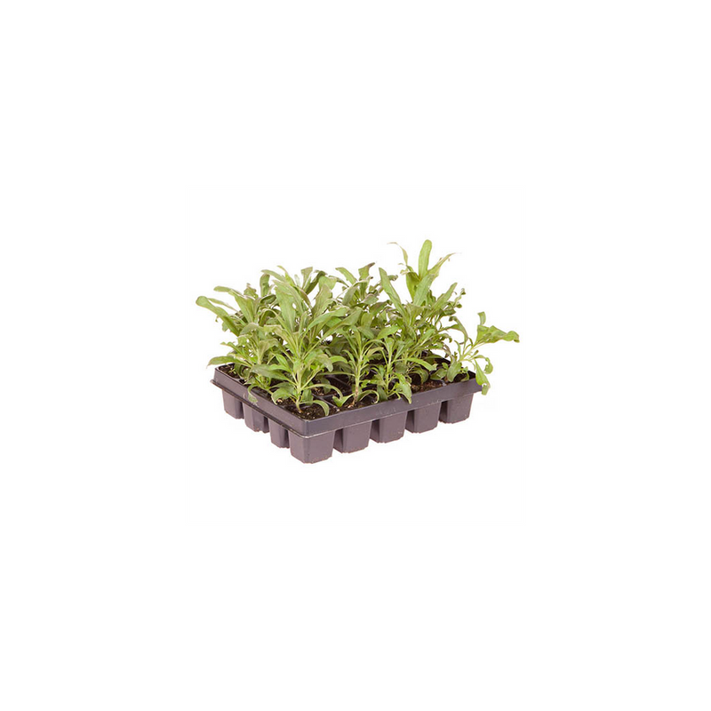 Wallflower Sugar Rush Garden Ready