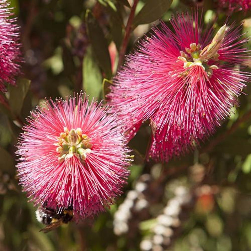 Bottlebrush Plant Callistemon Citrinus in 2.5L Pot