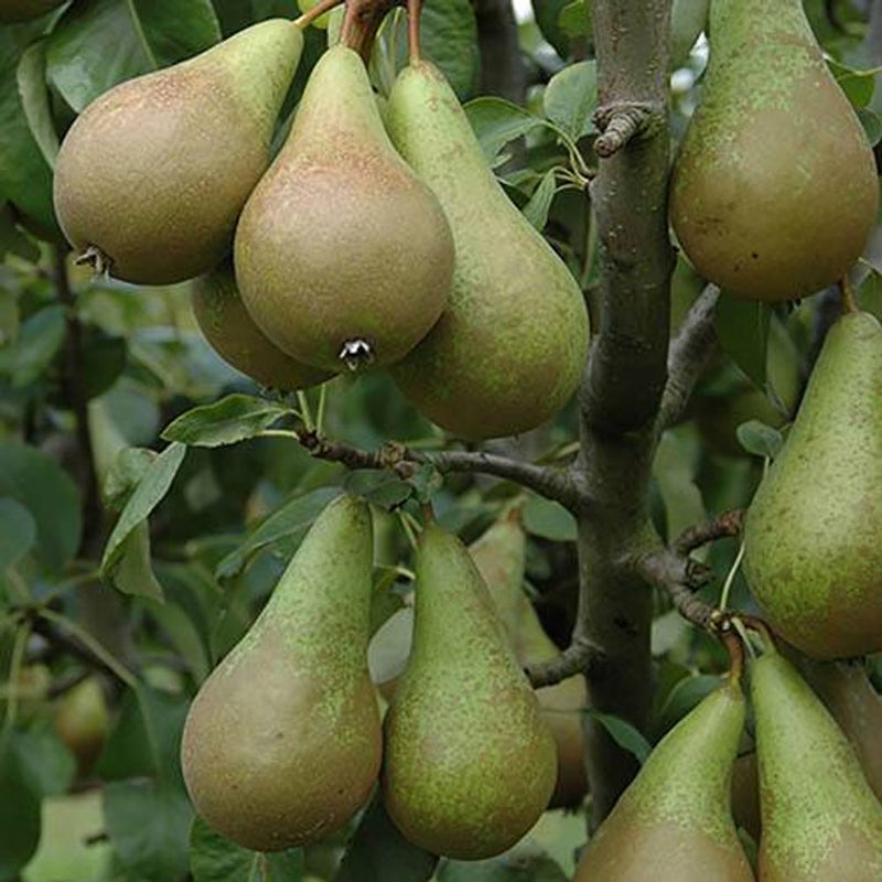 Duo Fruit Pear Tree - 2 Varieties On One Tree