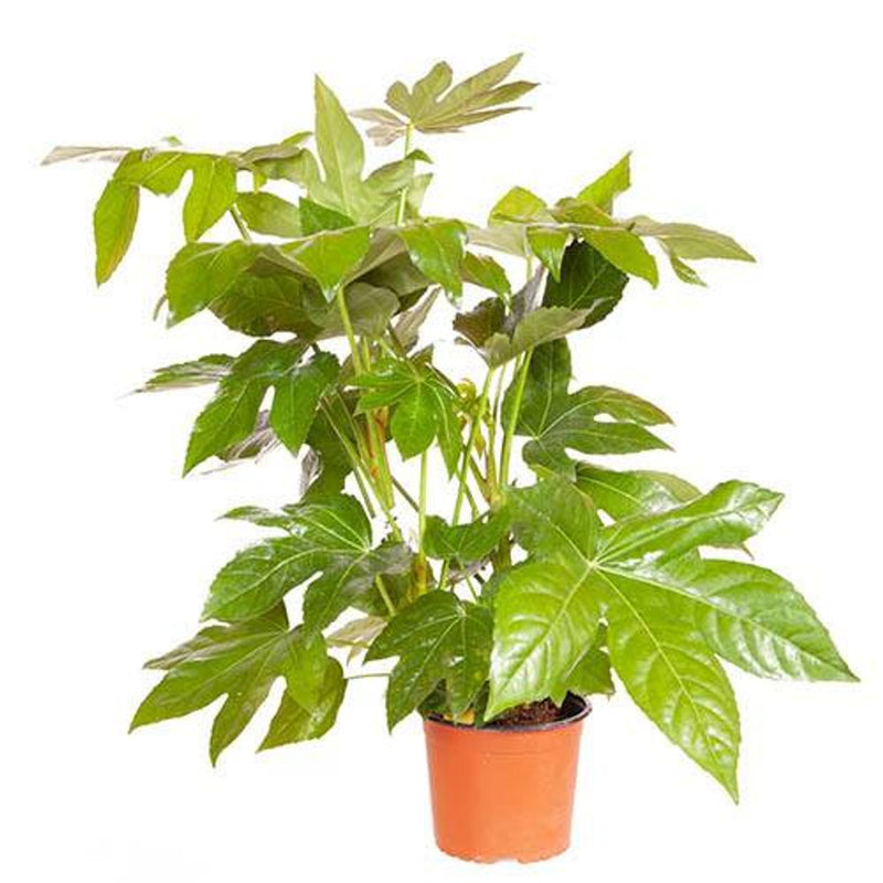 Fatsia Japonica 2L Pot