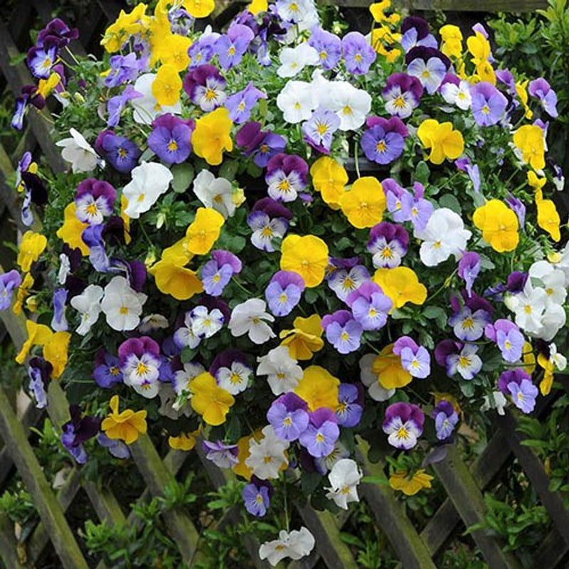 Pair of Pansy &