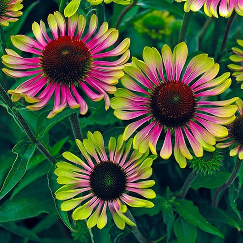 Echinacea Green Twister x 3 Plants in 9cm Pots
