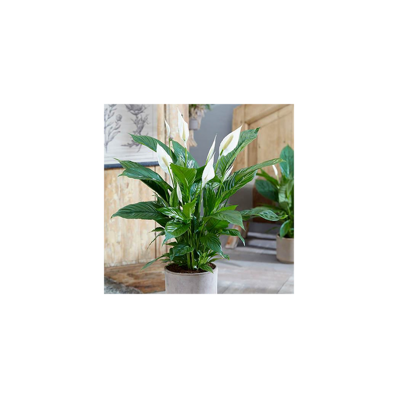 Peace Lily Spathiphyllum Sweet Silver - 13cm Pot