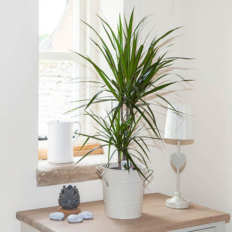 Dracaena Marginata 2 stem - 17cm pot