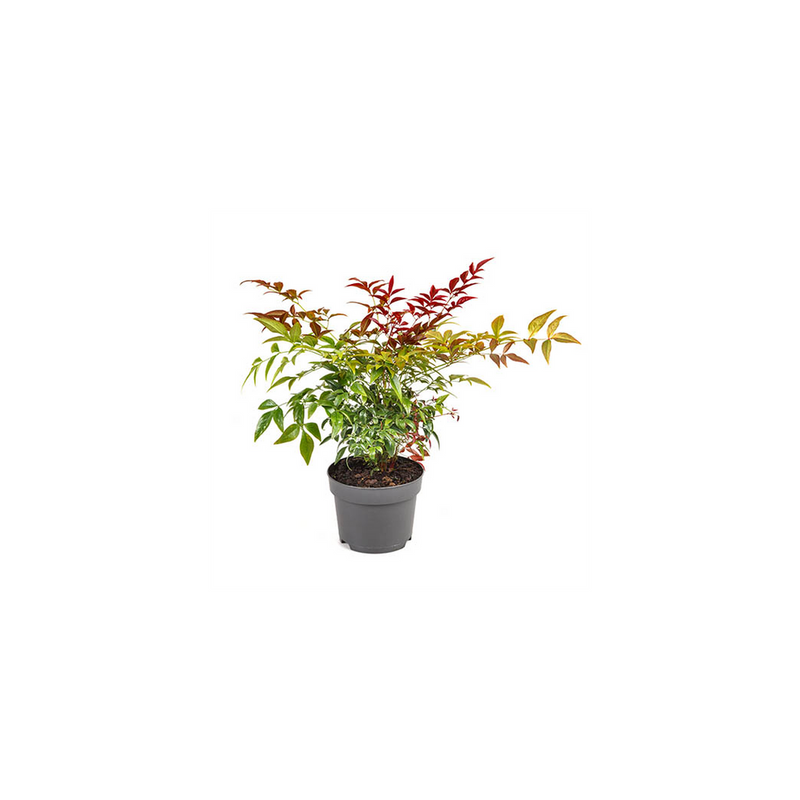 Nandina Obsessed 17cm potted