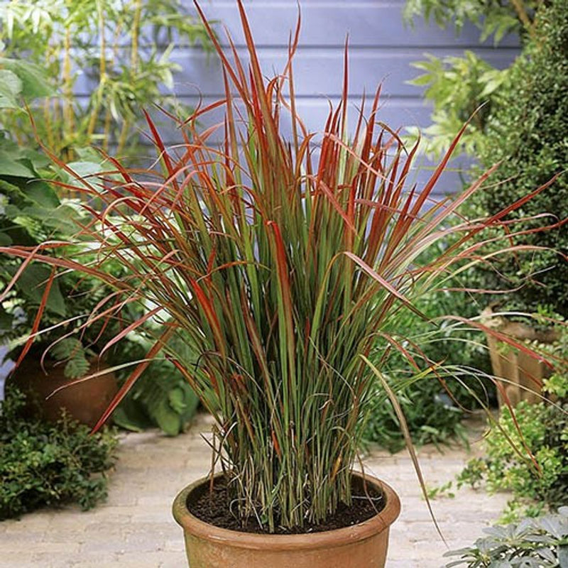 Imperata &