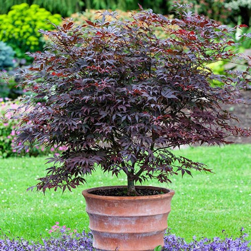 Japanese Maple Acer Collection x 3 Plants in 9cm Pots