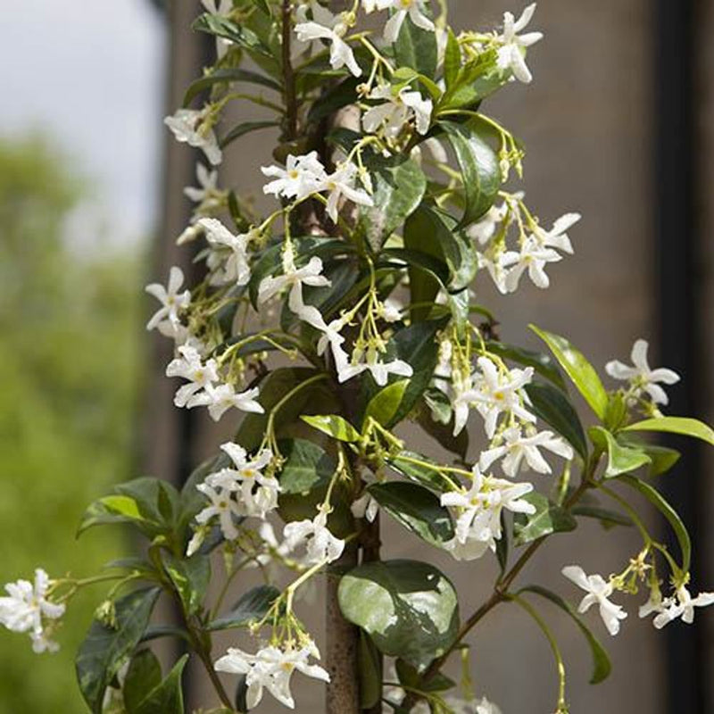 Trachelospermum Jasminoides &