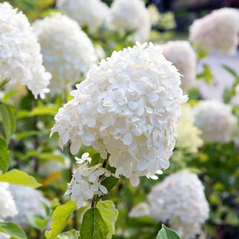 Hydrangea Paniculata &