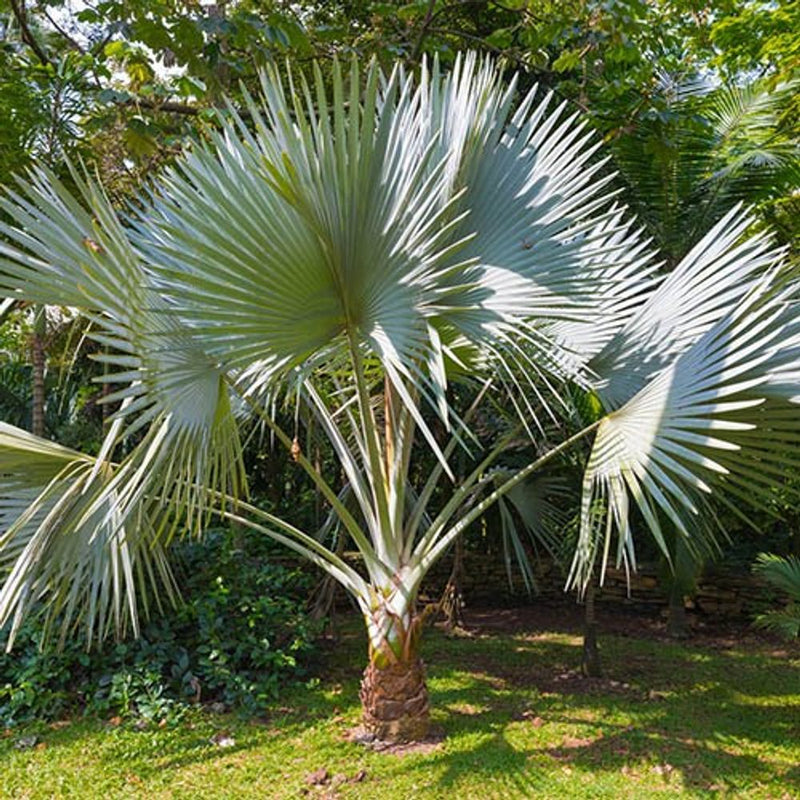 Hardy Fan Palm Tree Trachycarpus 60-70cm Tall