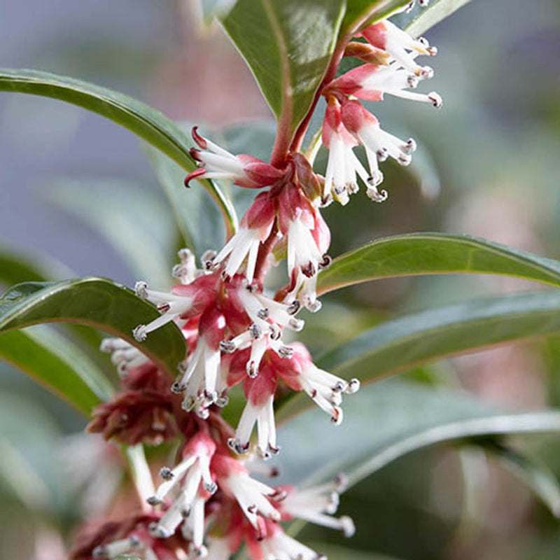 Sarcococca Hookeriana &