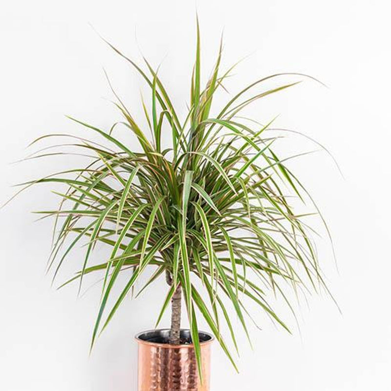 Houseplant Mix - 3 x 12cm Plants