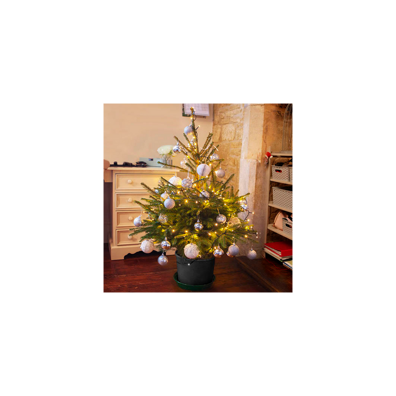 Pot-Grown Norway Spruce Christmas Tree