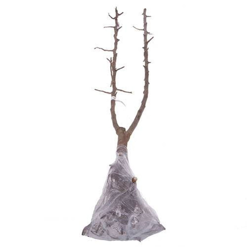 Duo Fruit Cherry Tree - 2 Varieties On One Tree