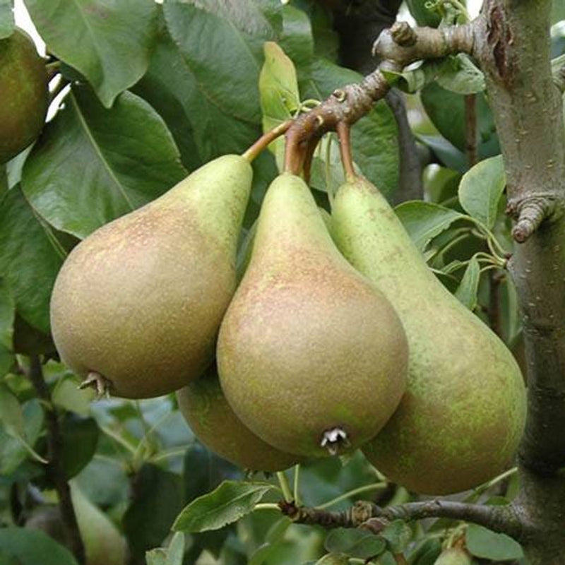 Mini Orchard Fruit Tree Collection