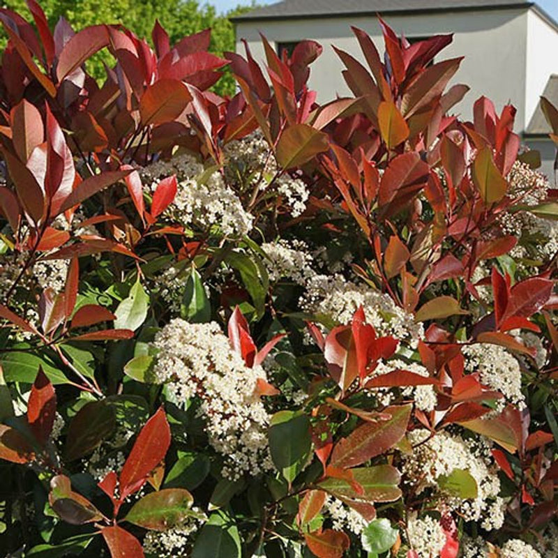 Photinia &