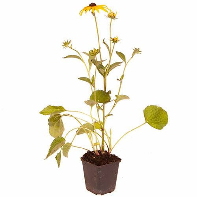 Rudbeckia &