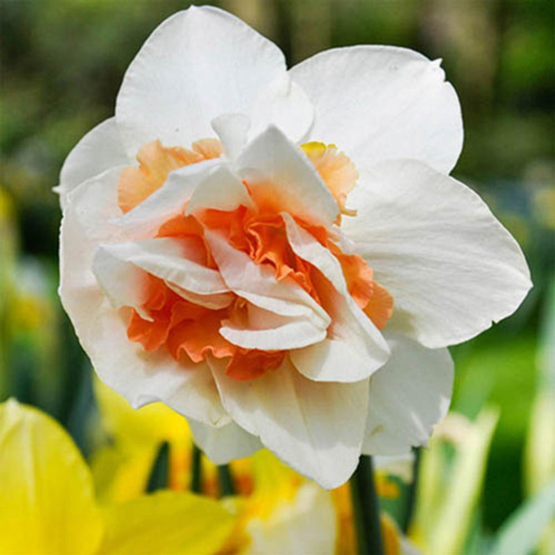 Outdoor Metal Narcissi & Muscari Planter Bucket