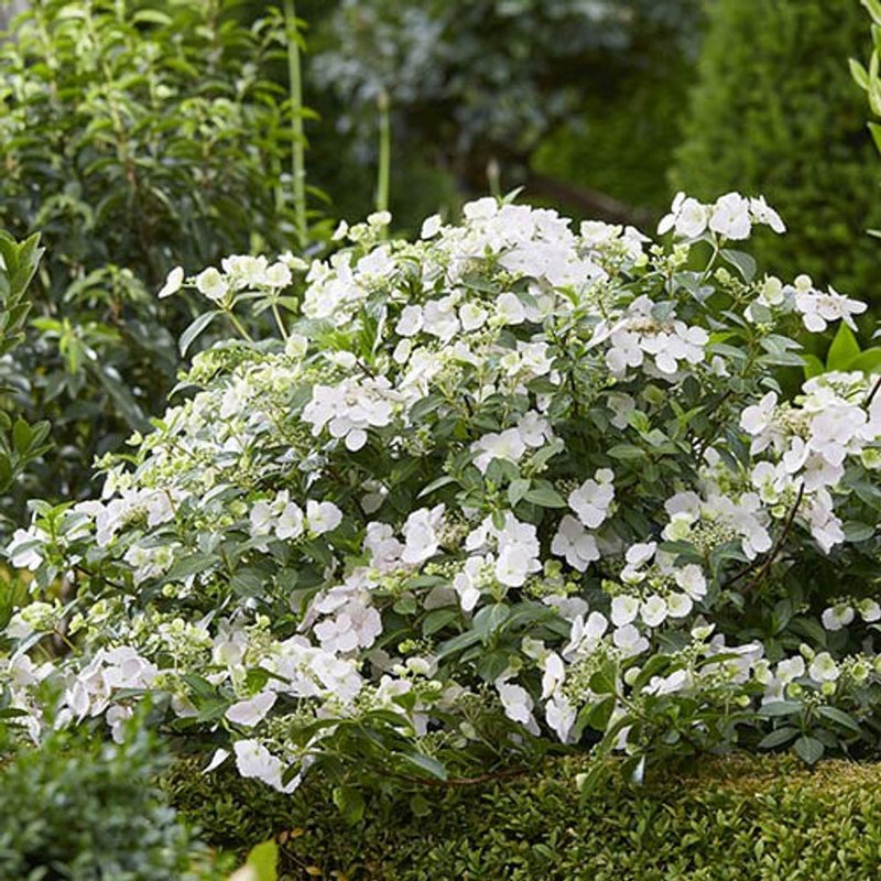 Hydrangea &