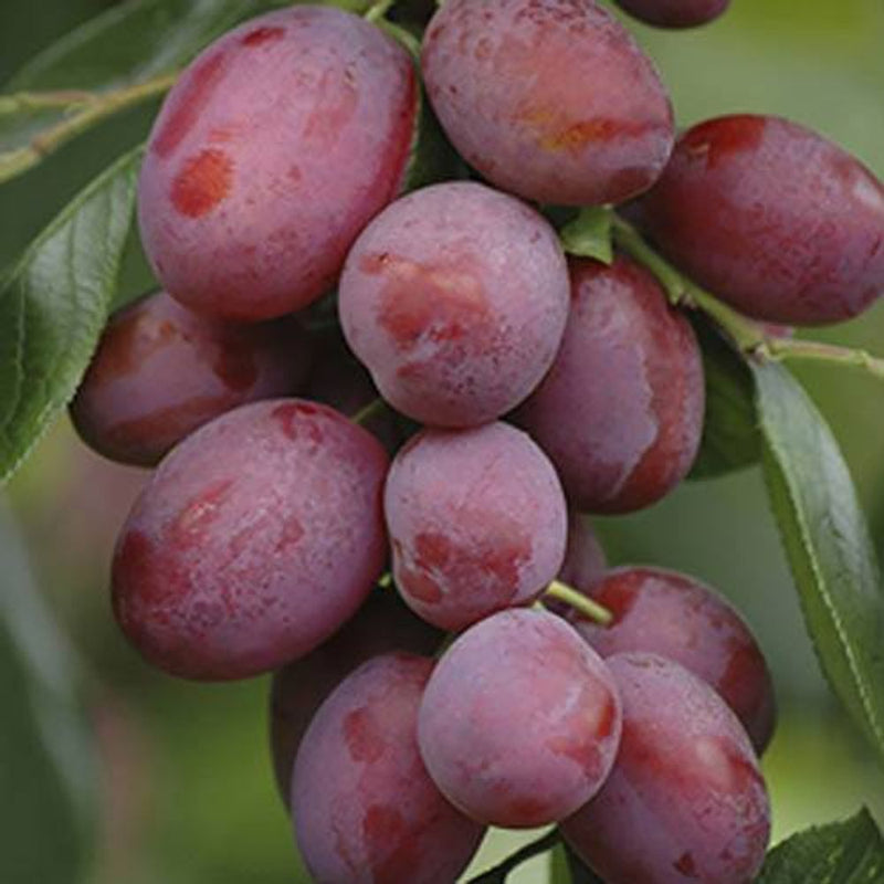 Plum &