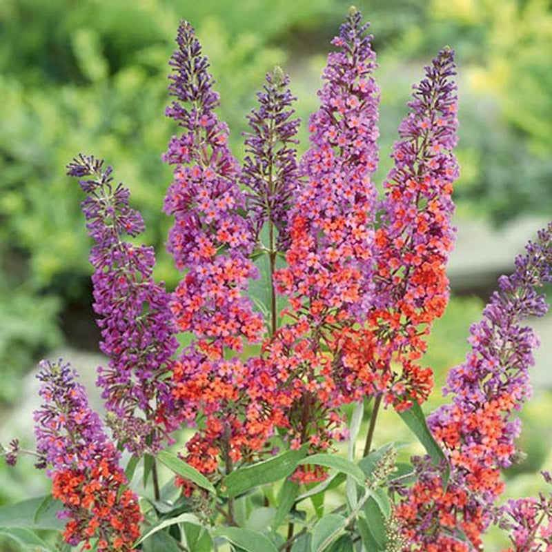 Buddleia &