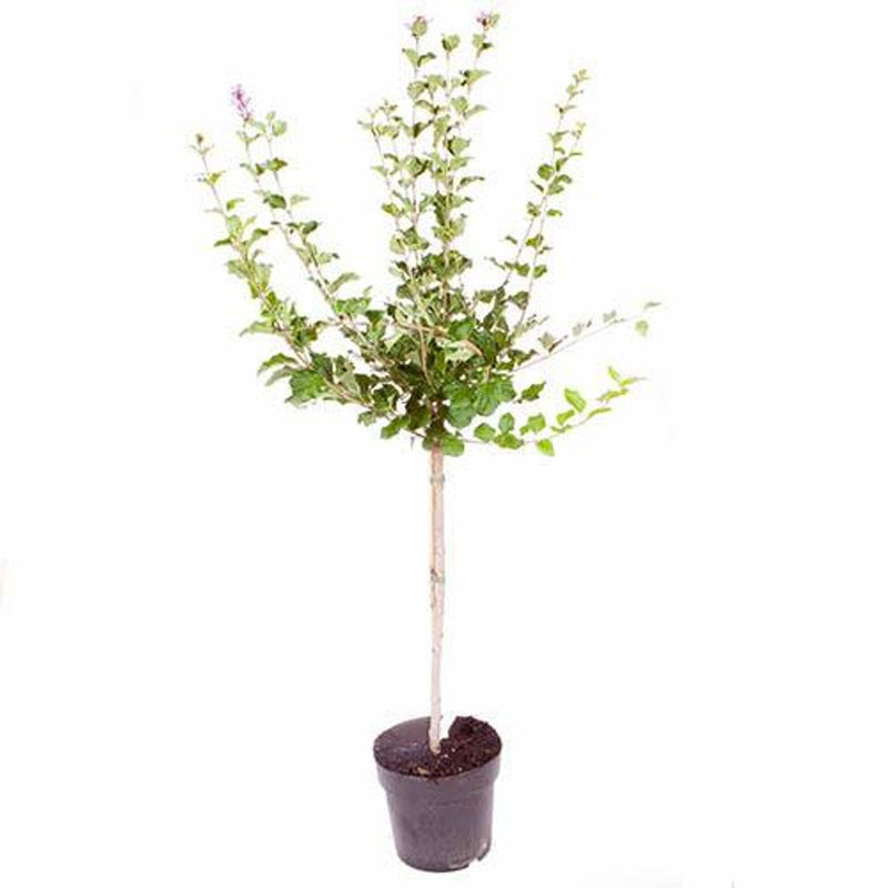 Syringa &