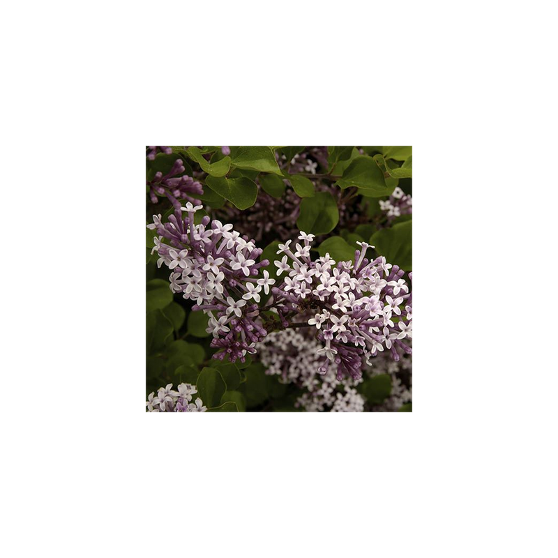 Syringa &