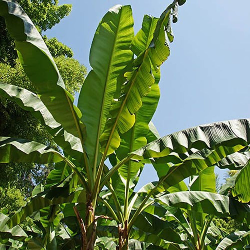 Hardy Japanese Banana &