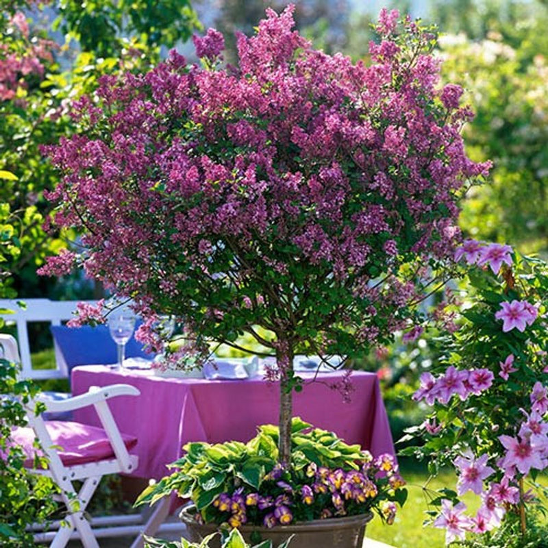 Syringa &