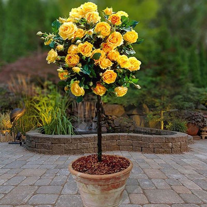 Patio Standard Rose Collection x 4 Bushes