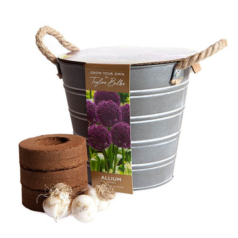 Outdoor Allium Planter Bucket