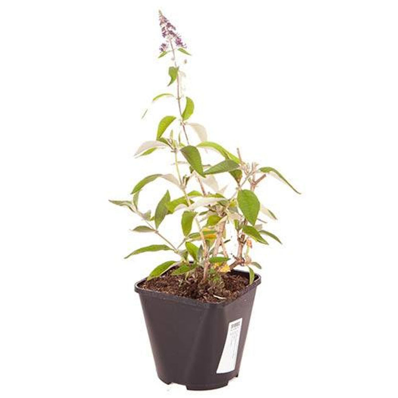 Buddleia &